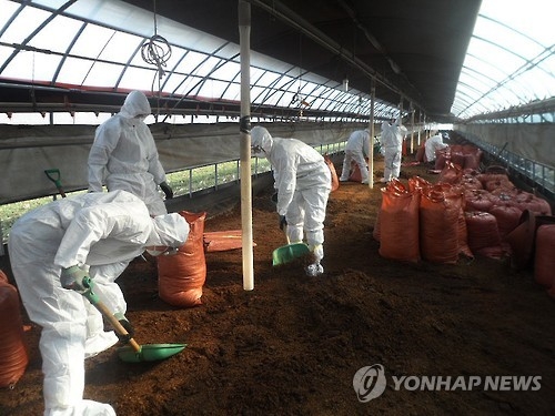 지긋지긋 가축질병 끝나나…AI·구제역 첫발생 충북 소강국면 - 2
