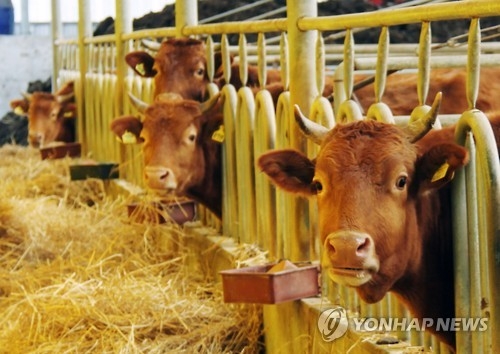 구제역 첫 발생 보은 8일째 '잠잠'…최대 고비 넘겨 - 1