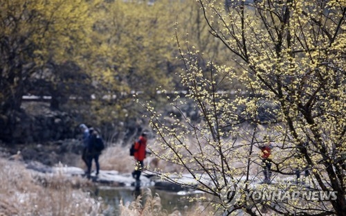 활짝 핀 산수유·튤립 상춘객 유혹…전국 명산ㆍ관광지 북적 - 1