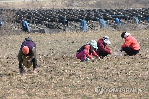 입맛 돋우는 냉이·쑥, 도로ㆍ하천변서 캐면 '위험' - 1