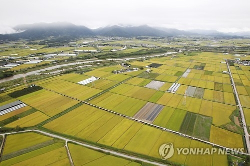 전남 황금들녘