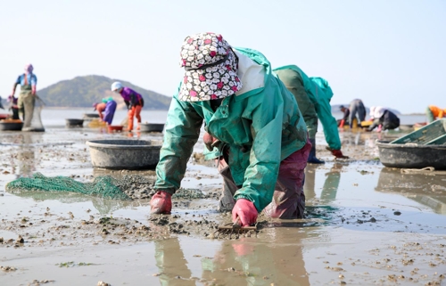 태안반도 바지락 본격 수확