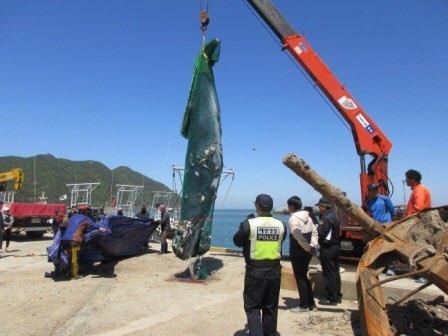 서해 소청도 해상서 발견된 대형 밍크고래