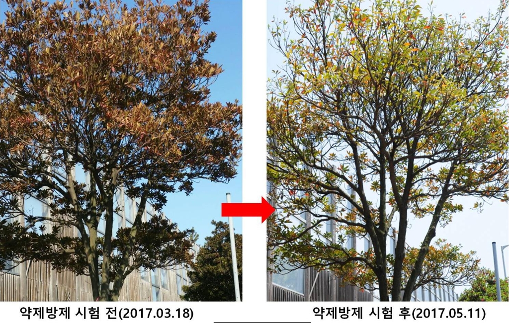 고사하다 방제 후 되살아난 담팔수