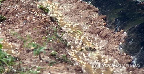 동전만한 크기가 하늘서 '우르르'…충북에도 우박 쏟아져 - 1