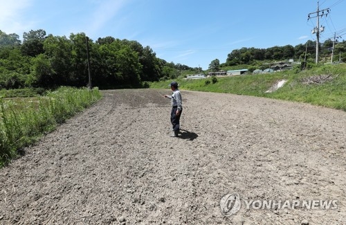 가뭄에 모내기도 못 한 논