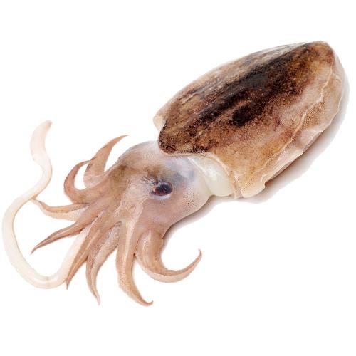 갑오징어