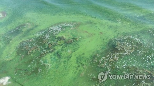 달성보 녹조