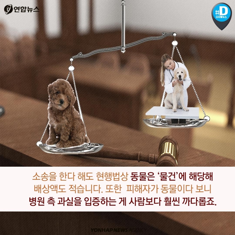 [카드뉴스] '반려동물은 물건'…동물병원 의료사고에도 배상 적은 이유 - 11