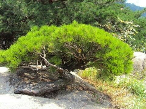 서울 아차산의 소나무