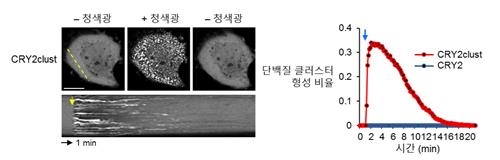 크립토크롬2 클러스트 단백질 군집 형성 속도