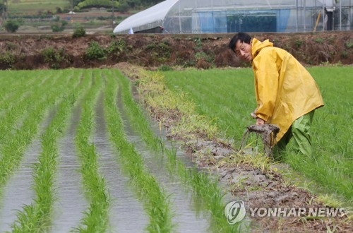 단비에 논두렁 다지는 농민