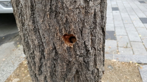 구멍 난 가로수