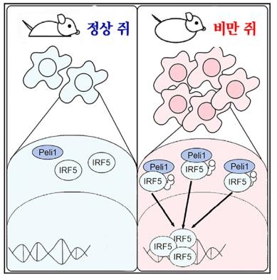 펠리노-1