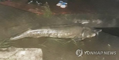 대전천서 발견된 철갑상어