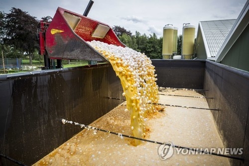 네덜란드서 폐기되는 '살충제 오염 계란' [연합뉴스 자료사진]