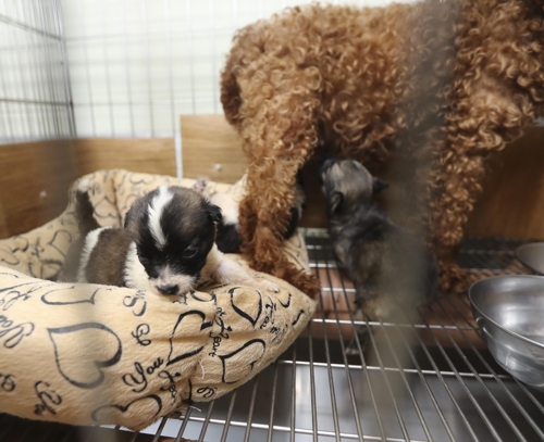 휴가철 계곡 버려진 비닐봉지서 젖먹이 강아지 3마리 '꿈틀' - 2