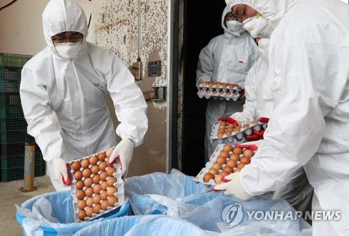 폐기되는 살충제 계란[자료사진}