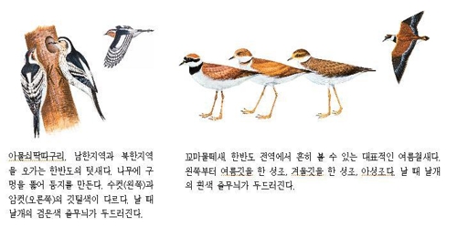 한반도의 새