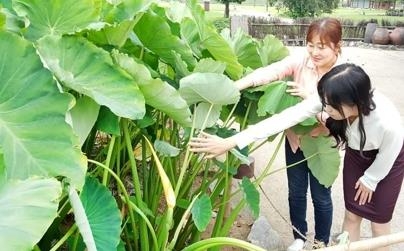 서산 해미읍성에 핀 토란꽃