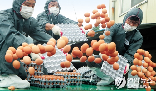경기도 광주시의 산란계 농가에서 방역 관계자들이 부적합 판정이 나온 계란을 폐기하고 있다. 권준우 연합뉴스 기자