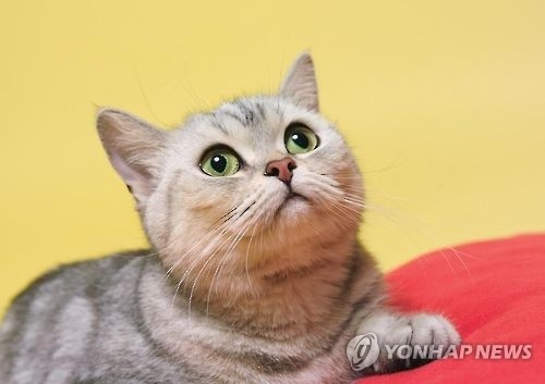 고양이 키우는 젊은층 늘어…용품 매출 올들어 20배 '쑥' - 1
