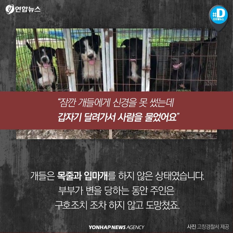 [카드뉴스] "우리 개는 안 물어요"…개주인 무책임에 대형사고 난다 - 3