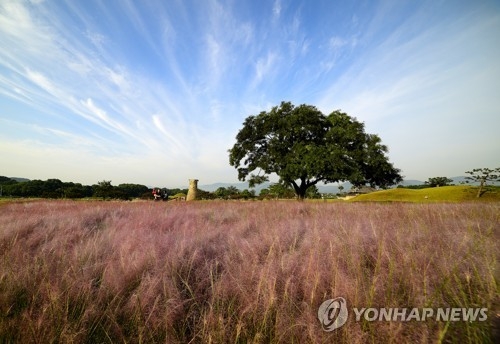 (경주=연합뉴스) 임상현 기자 = 경북 경주 동부사적지 일대에 억새의 일종인 핑크뮬리가 군락을 이뤄 장관을 이루고 있다. 핑크뮬리는 최근 제주도를 시작으로 전국 유명 관광지에 빠르게 퍼지면서 젊은층을 중심으로 핫 플레이스로 인기를 끌고 있다. 2017.9.23