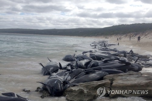 23일 서호주 주 당국이 배포한 들쇠고래의 떼죽음 모습[AFP=연합뉴스]