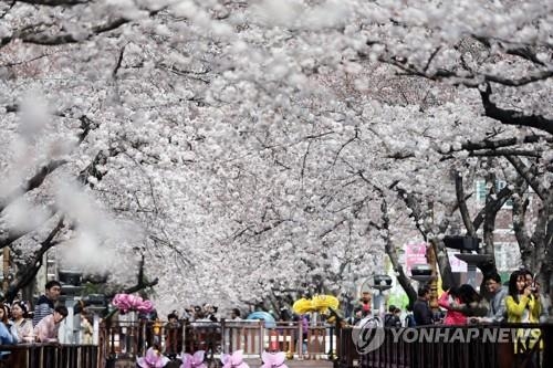 벚꽃 터널