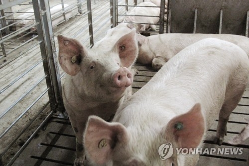 "콩 공격이 돼지 부메랑으로 돌아올 수도"