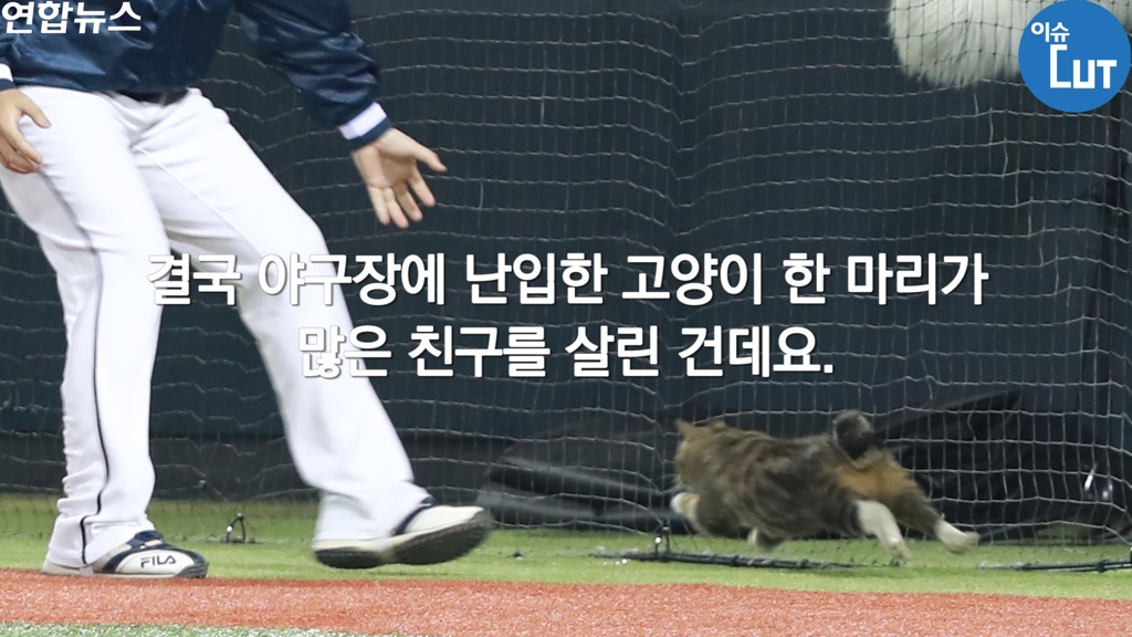 [이슈 컷] 야구장에 난입해 4만 마리의 친구를 구한 고양이 - 3