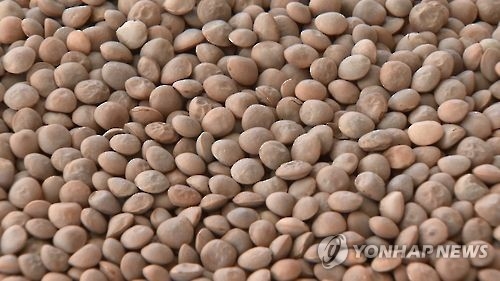 렌틸콩