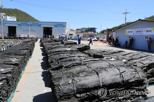 완도 다시마 양식어민 싱글벙글…"작황 좋고 값도 올라" - 2