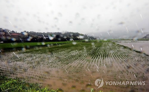 물에 잠긴 농경지
