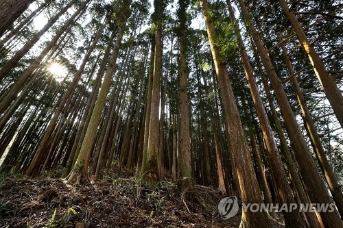 편백숲
