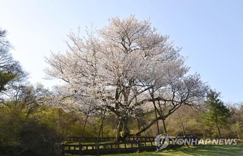 천연기념물 제주 왕벚나무[연합뉴스 자료사진]