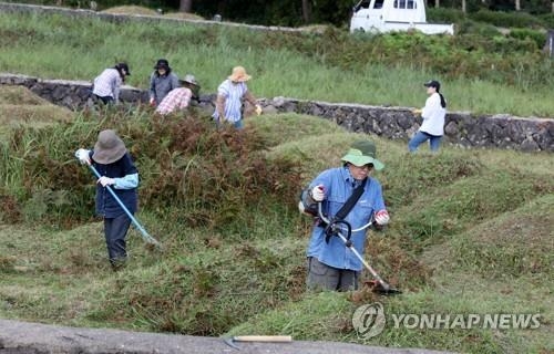 바쁘고 벌 쏘임·예초기 사고 걱정되고…벌초대행 인기 - 1