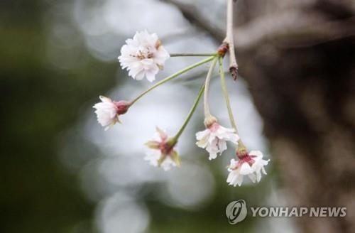 일본 센다이 지역에 핀 벚꽃 [로이터=연합뉴스]
