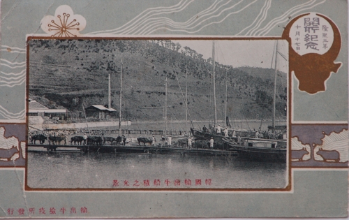 1909년 부산 우암동 해안가 소 선적