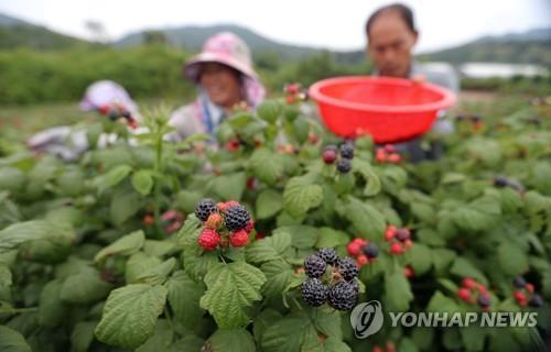 고창 복분자