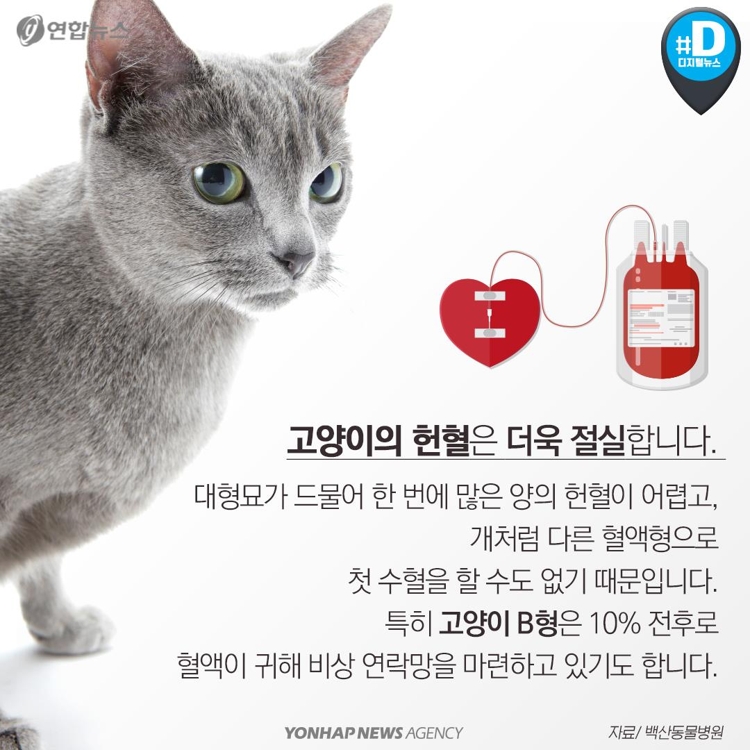 [카드뉴스] 우리 개와 고양이도 헌혈해보면 어떨까요? - 11