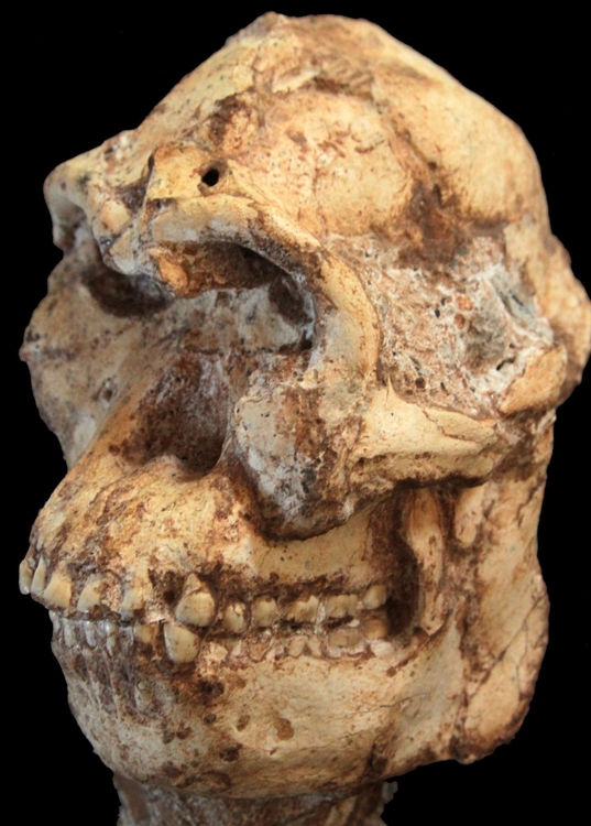 리틀풋 두개골 화석 