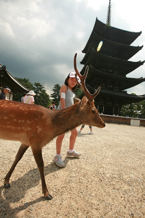 사슴이 자유롭게 다니는 일본 나라 시내 [사진/성연재 기자]