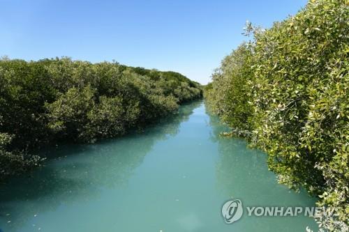 호주 서호주주 맹그로브 숲