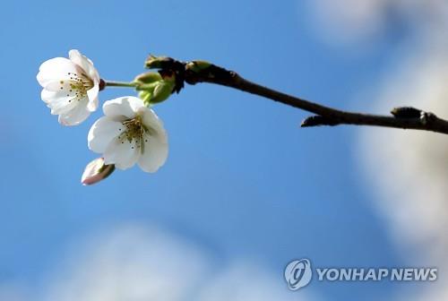 옛 7번 국도 왕벚나무