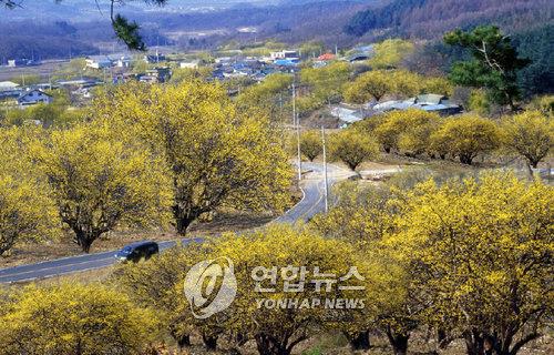 양평 산수유 군락