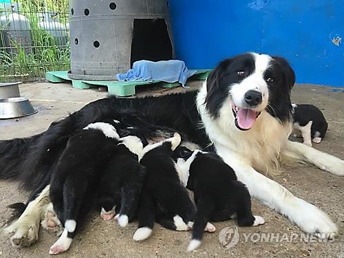 반려견과 강아지들