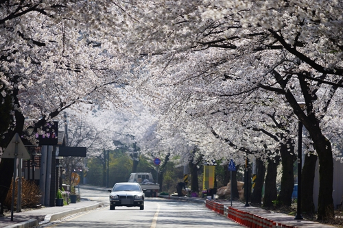 벚꽃 만개한 계룡산 동학사 입구
