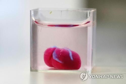 이스라엘 텔아비브대 연구진이 공개한 3D 프린팅 심장[AFP=연합뉴스]